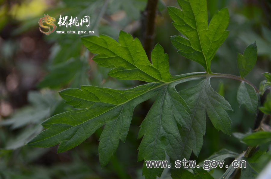 松桃網(wǎng)站走基層挖掘松桃美食文化之清明粑（花絮）