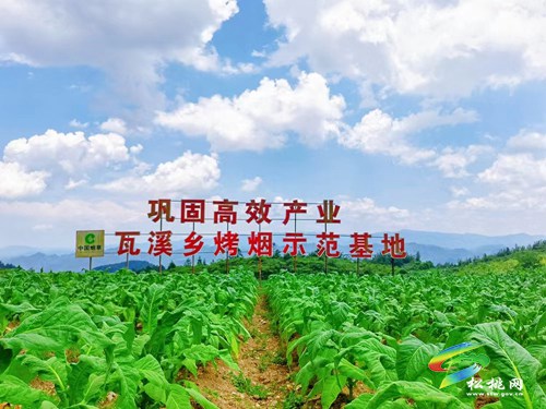 片片“金葉子” 致富好路子——瓦溪鄉(xiāng)“三個三”模式推動烤煙產(chǎn)業(yè)高質(zhì)量發(fā)展