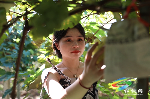 大珠小珠掛枝頭 大路水晶葡萄搶“鮮”上市