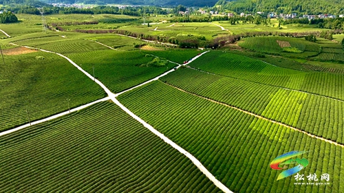 【大美苗鄉(xiāng)新松桃 農(nóng)旅相融】普覺鎮(zhèn)：以“茶”為基 鄉(xiāng)村旅游釋放新活力