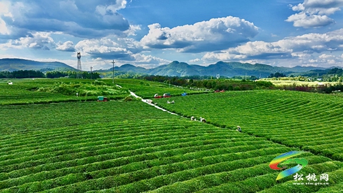 【大美苗鄉(xiāng)新松桃 農(nóng)旅相融】普覺鎮(zhèn)：以“茶”為基 鄉(xiāng)村旅游釋放新活力