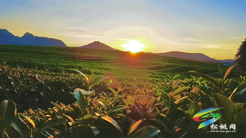 【大美苗鄉(xiāng)新松桃 農(nóng)旅相融】普覺鎮(zhèn)：以“茶”為基 鄉(xiāng)村旅游釋放新活力