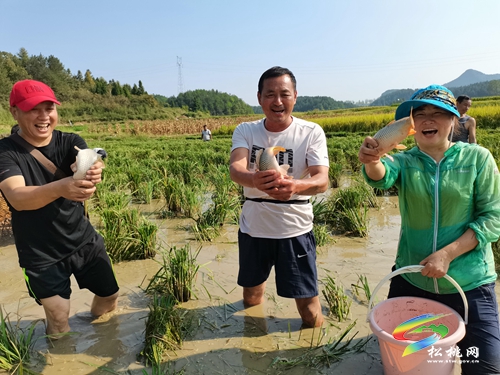 盤(pán)石鎮(zhèn)：稻魚(yú)雙豐收