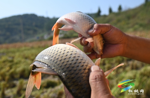 盤(pán)石鎮(zhèn)：稻魚(yú)雙豐收