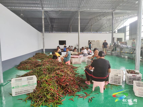 寨英鎮(zhèn)泡椒產(chǎn)業(yè)帶動易地扶貧搬遷安置點群眾就業(yè)增收