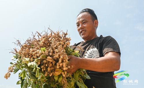 牛郎鎮(zhèn)：小花生“長(zhǎng)成”增收大產(chǎn)業(yè)  5000余畝花生采收忙