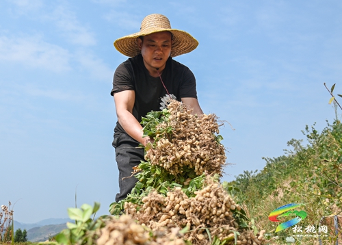 牛郎鎮(zhèn)：小花生“長(zhǎng)成”增收大產(chǎn)業(yè)  5000余畝花生采收忙