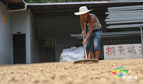 牛郎鎮(zhèn)：小花生“長(zhǎng)成”增收大產(chǎn)業(yè)  5000余畝花生采收忙