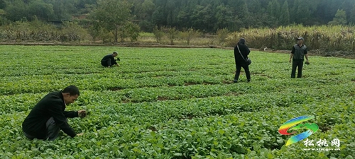 世昌街道：搶抓好時節(jié)，油菜種植忙