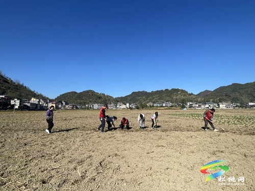 甘龍鎮(zhèn)：十月田間新氣象，油菜種植人兒忙