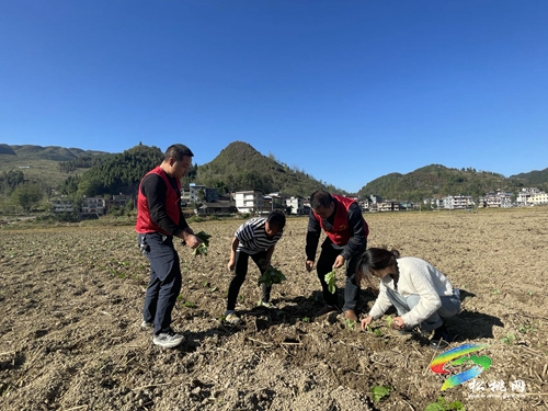 甘龍鎮(zhèn)：十月田間新氣象，油菜種植人兒忙