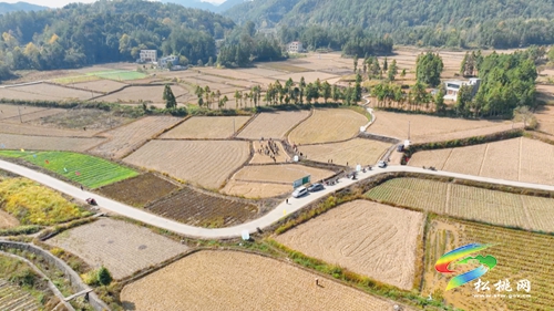 松桃：技術(shù)送田間 油菜移栽忙