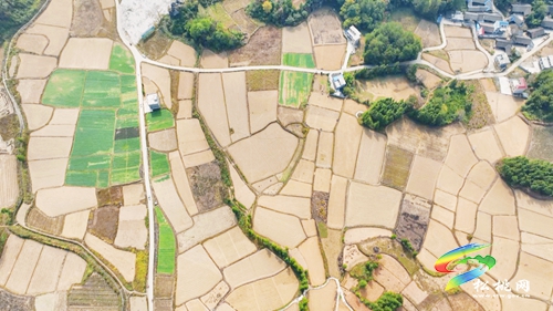 松桃：技術(shù)送田間 油菜移栽忙