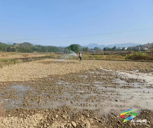 大坪場(chǎng)鎮(zhèn)：全力搶抓油菜種植，打響抗旱保種主動(dòng)戰(zhàn)