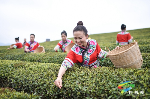 正在公示！正大鎮(zhèn)擬入選全國(guó)“一村一品”示范村鎮(zhèn)