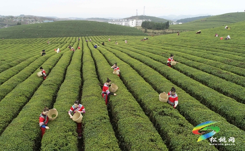 正在公示！正大鎮(zhèn)擬入選全國(guó)“一村一品”示范村鎮(zhèn)