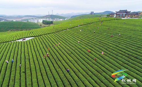 正在公示！正大鎮(zhèn)擬入選全國(guó)“一村一品”示范村鎮(zhèn)