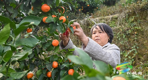世昌街道：橘柚飄香采摘忙
