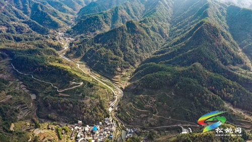 世昌街道：橘柚飄香采摘忙