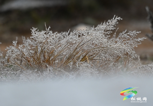 松桃：入冬第一場雪