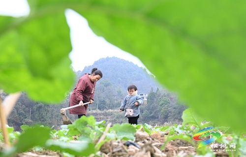 長(zhǎng)坪鄉(xiāng)：油菜管護(hù)正當(dāng)時(shí)