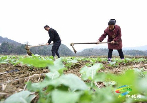 長(zhǎng)坪鄉(xiāng)：油菜管護(hù)正當(dāng)時(shí)