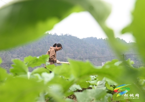 長(zhǎng)坪鄉(xiāng)：油菜管護(hù)正當(dāng)時(shí)