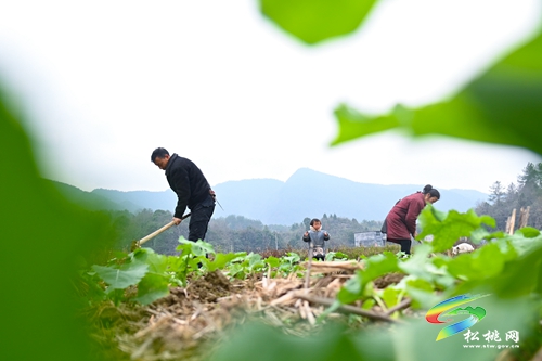 長(zhǎng)坪鄉(xiāng)：油菜管護(hù)正當(dāng)時(shí)