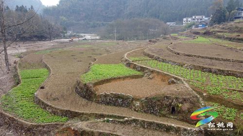 冷水溪鎮(zhèn)：推進(jìn)高標(biāo)準(zhǔn)農(nóng)田建設(shè)?提高糧食生產(chǎn)能力