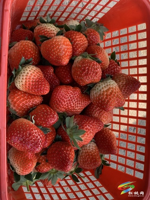 太平營街道：又到草莓季 邀您共享“莓”好時光