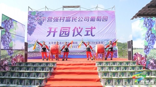 太平營(yíng)街道：巨峰葡萄喜豐收 果香四溢引客來(lái)