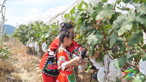 太平營(yíng)街道：巨峰葡萄喜豐收 果香四溢引客來(lái)