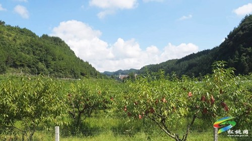 九江街道：優(yōu)質(zhì)黃桃“甜蜜”來襲