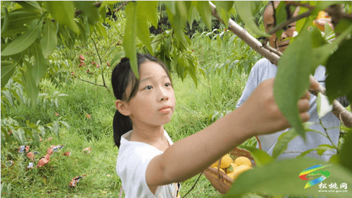 九江街道：優(yōu)質(zhì)黃桃“甜蜜”來襲