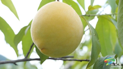 九江街道：優(yōu)質(zhì)黃桃“甜蜜”來襲