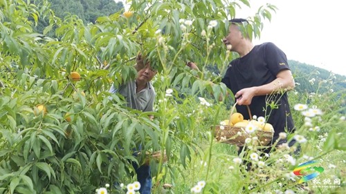 九江街道：優(yōu)質(zhì)黃桃“甜蜜”來襲