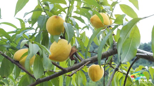 九江街道：優(yōu)質(zhì)黃桃“甜蜜”來襲