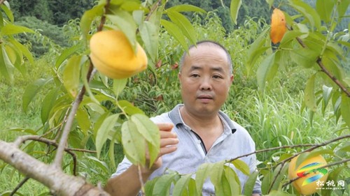 九江街道：優(yōu)質(zhì)黃桃“甜蜜”來襲