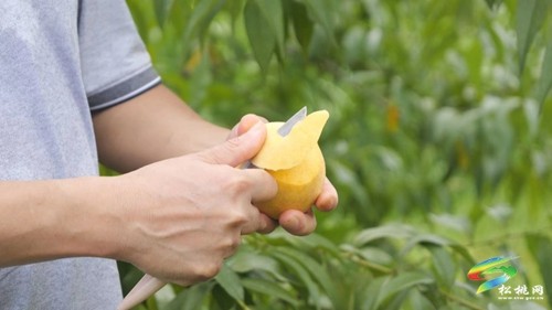 九江街道：優(yōu)質(zhì)黃桃“甜蜜”來襲