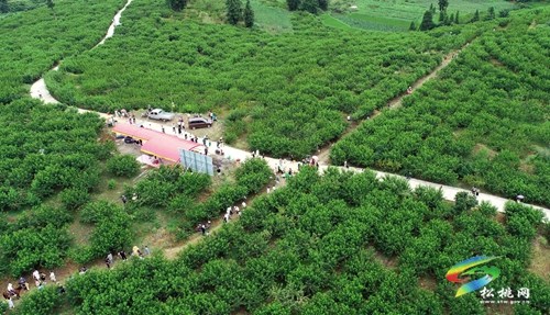 “鄉(xiāng)村振興·巾幗行動(dòng)”助農(nóng)活動(dòng)在盤信鎮(zhèn)舉行
