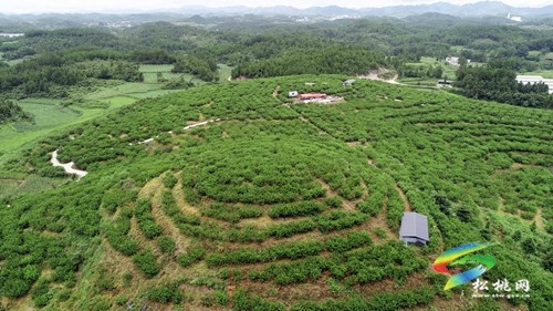 松桃：網(wǎng)紅達人齊助農 云端銷售促增收