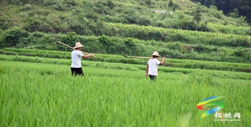 松桃：五座水庫為水稻“解渴”