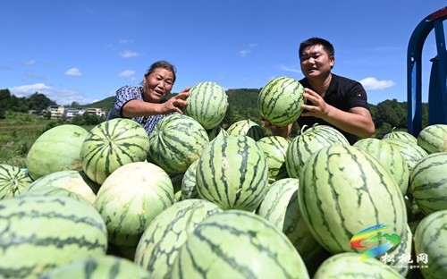 大坪場鎮(zhèn)：西瓜成熟采摘忙 增收致富產(chǎn)業(yè)興