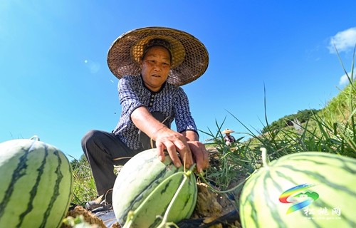 大坪場鎮(zhèn)：西瓜成熟采摘忙 增收致富產(chǎn)業(yè)興
