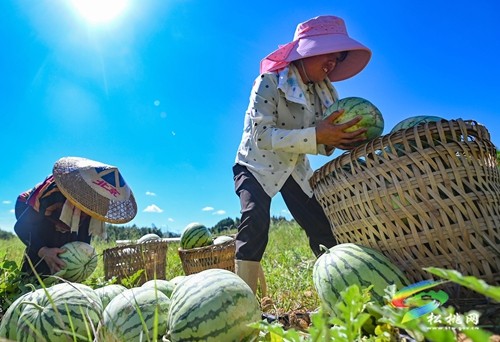 大坪場鎮(zhèn)：西瓜成熟采摘忙 增收致富產(chǎn)業(yè)興