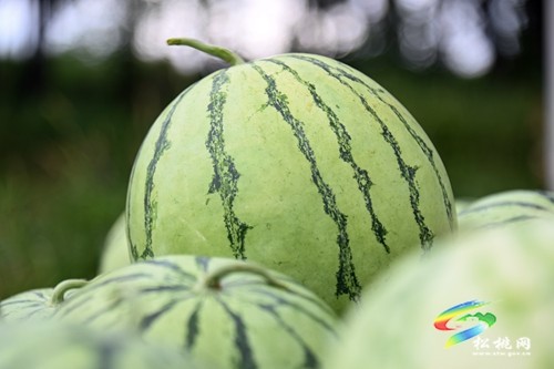 大坪場鎮(zhèn)：西瓜成熟采摘忙 增收致富產(chǎn)業(yè)興