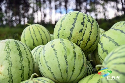 大坪場鎮(zhèn)：西瓜成熟采摘忙 增收致富產(chǎn)業(yè)興