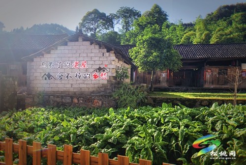 孟溪油蓬：創(chuàng)新“135”工作法打造“金果油蓬”