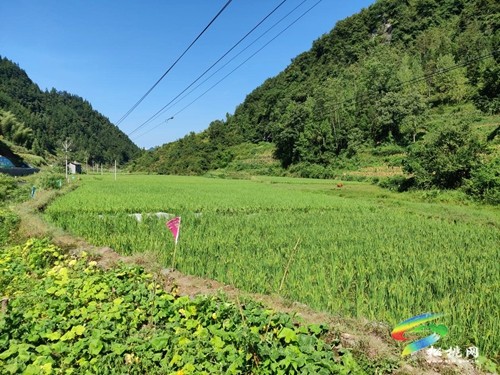 黃板鎮(zhèn)：稻香魚肥鄉(xiāng)村美，綠色生態(tài)促增收