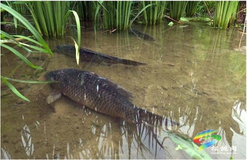 黃板鎮(zhèn)：稻香魚肥鄉(xiāng)村美，綠色生態(tài)促增收
